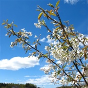 Intermediate Serviceberry (Amelanchier Intermedia)