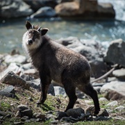 Japanese Serow