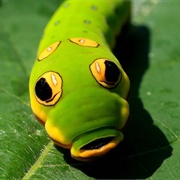 Swallowtail Caterpillar