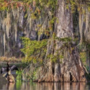 Edward Ball Wakulla Springs State Park