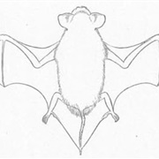 Moloney's Mimic Bat