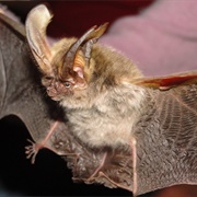Mexican Big-Eared Bat