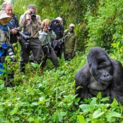 Trekking With Gorillas in Bwindi Impenetrable National Park, Uganda