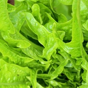 Cressonette Du Maroc Lettuce
