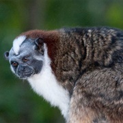 Geoffroy's Tamarin