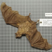 Miller's Long-Tongued Bat