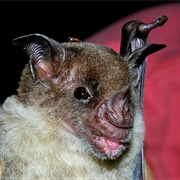 Pale Spear-Nosed Bat