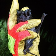 Florida Bonneted Bat