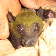 Greenish Naked-Backed Fruit Bat