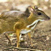 Napu (Mouse-Deer Family)