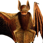 Welwitsch's Bat