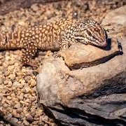 Ackie Monitor
