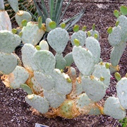 Opuntia Setispina