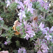 Savory of Crete (Satureja Thymbra)