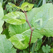 Chinese Knotweed (Persicaria Chinensis)