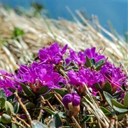 Lapland Rosebay (Rhododendron Lapponicum)