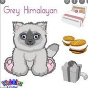 Grey Himalayan