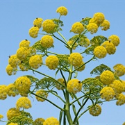 Giant Fennel (Ferula Communis)