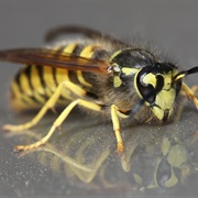 Yellowjacket