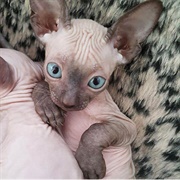 Naked Cat