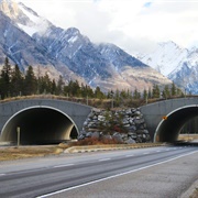 Banff Wildlife Crossings