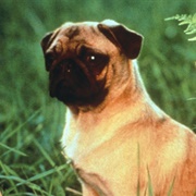 Otis (The Adventures of Milo and Otis, 1986)