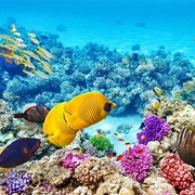 The Coral Sea and Great Barrier Reef
