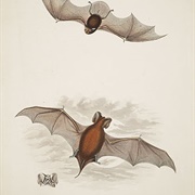 Peale's Free-Tailed Bat