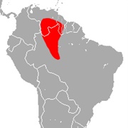 Isabelle's Ghost Bat