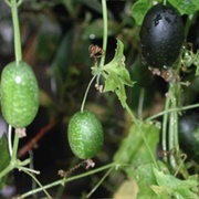 Creeping Cucumber (Melothria Pendula)