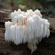 Bear's Head (Hericium Abietis)