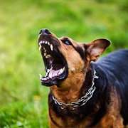 Bad Experiences With Animals