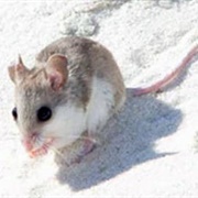 Oldfield Mouse