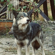 Wolf (The Journey of Natty Gann, 1985)