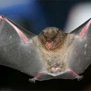 Silky Short-Tailed Bat
