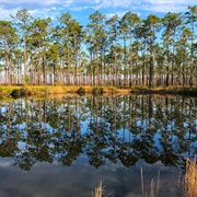 Okefenokee National Wildlife Refuge