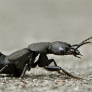 Devil's Coach Horse Beetle