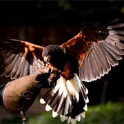 Raptors Ridge Birds of Prey, Maple Ridge, BC, Canada