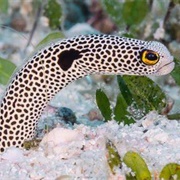 Garden Eel