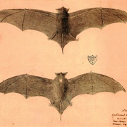 Natal Free-Tailed Bat