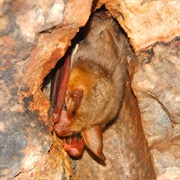 Felten's Myotis