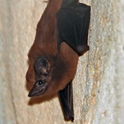 Trinidad Dog-Like Bat