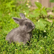 Gray Bunny