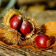 Chestnut Coffee