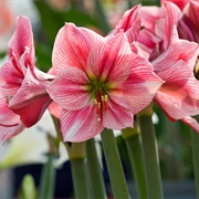 Amaryllis