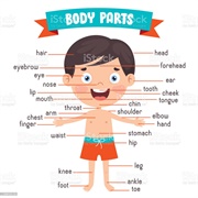 Head, Shoulders, Knees, and Toes