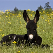 Donkey Foal