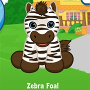 Zebra Foal