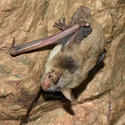 Lesser Mouse-Eared Bat