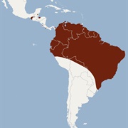 Sanborn's Bonneted Bat